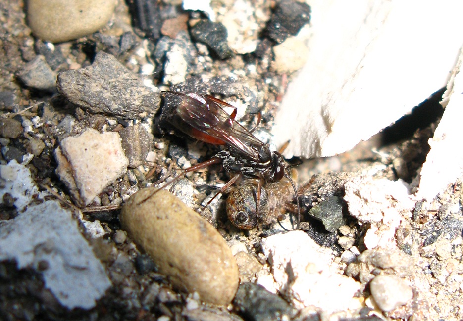 Pompilidae rosso e nero con ragno (Salticidae)